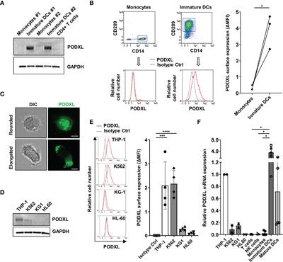 Podocalyxin Expressed in Antigen Presenting Cells Promotes Interaction With T Cells and Alters Centrosome Translocation to the Contact Site